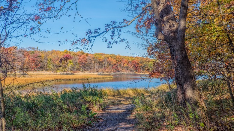 A wooded area with fall foliage and a trail in Pelham Bay Park