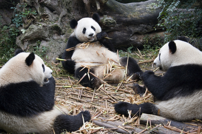 The Laziest Animals In The World The Laziest Animals In The World