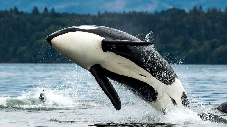 orca breaching Vancouver waters