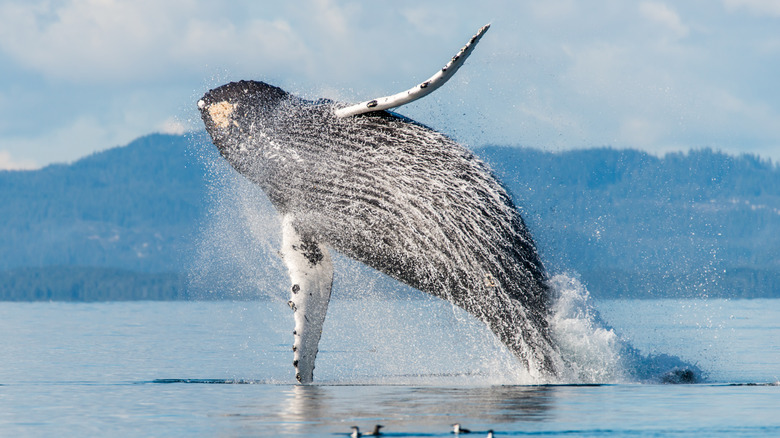 The Locals' Secret To Best Time Of Year For Watching In Vancouver