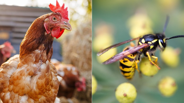 A split screen of a chicken to the left and wasp to the right.