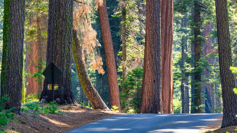 a paved road in Sequoia National Park
