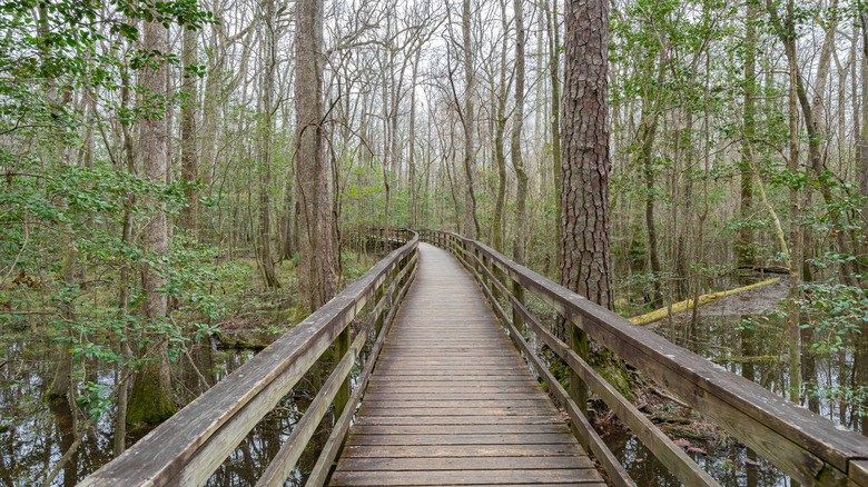 elevated boardwalk section in Congaree National Park