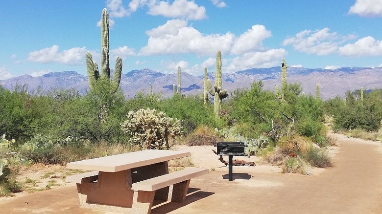 bench on Desert Discovery Trail