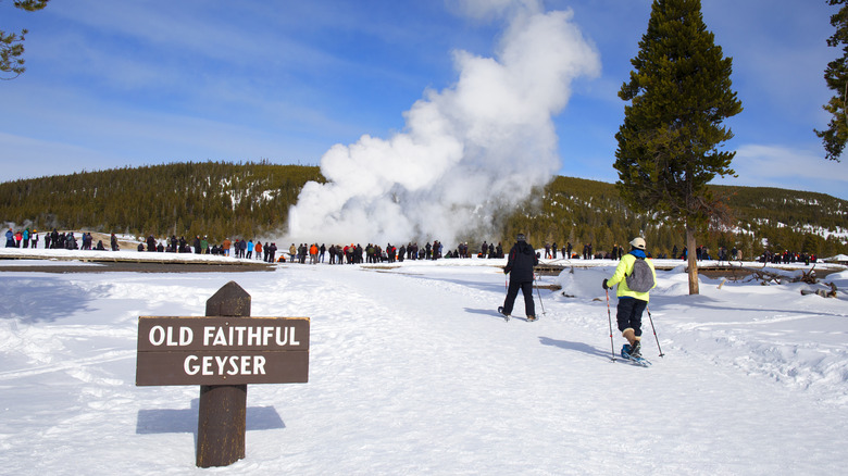 Old Faithful Geyser sign and geyser erupting