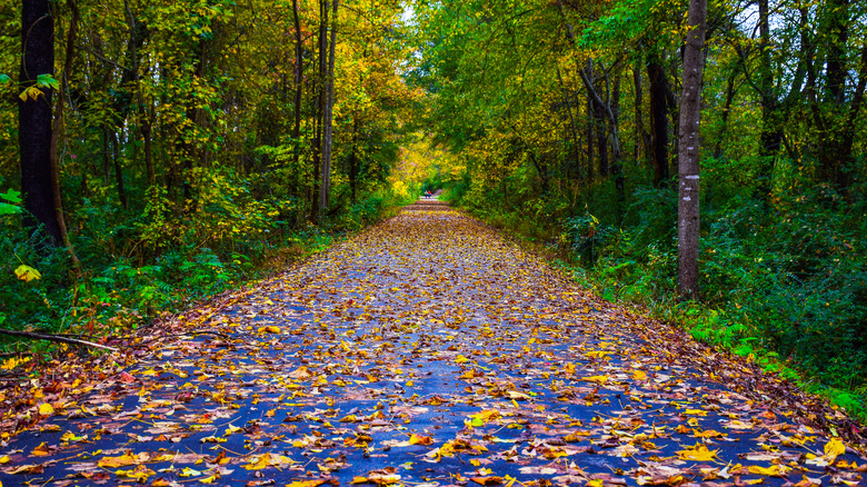 Swamp rabbit trail in greenville south carolina