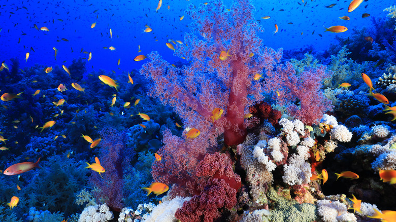 15 Most Beautiful Coral Reefs In The World