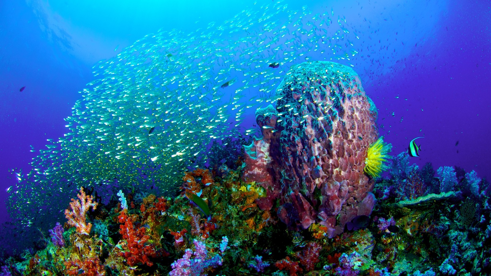 Most Beautiful Coral Reefs In The World