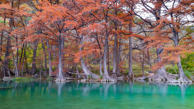 Trees over water at Garner State Park