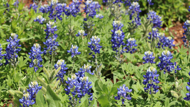 Wildflowers at Lady Bird Johnson Wildflower Center