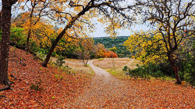 Lost Maples State Natural Area during autumn