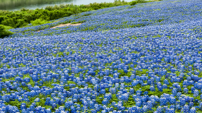 Bluebonnets at Muleshoe Bend Recreation Area