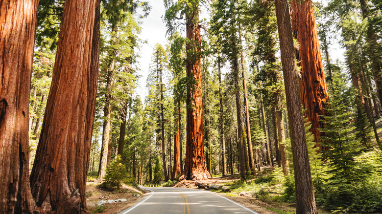 giant sequoias