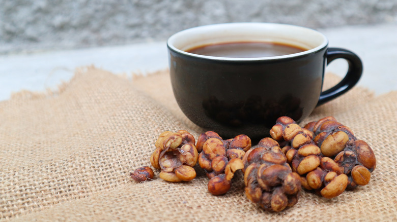 Civet coffee bean with Cup of Kopi Luwak coffee