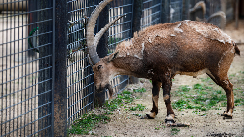 A bezoar goat butting a fence