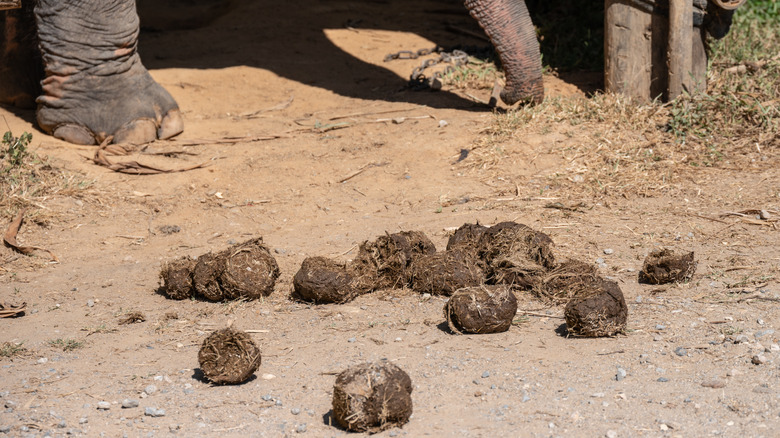 pile of elephant dung with an elephant standing in the background