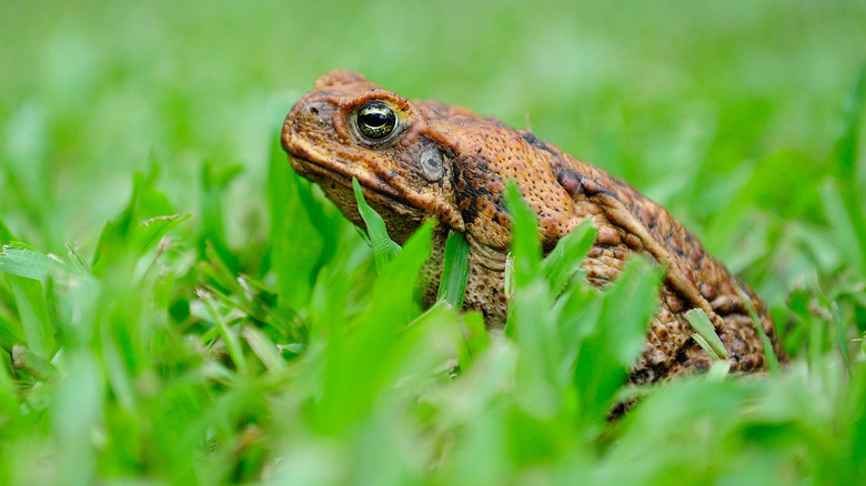 Cane Toad sitting in grass against a blurred background