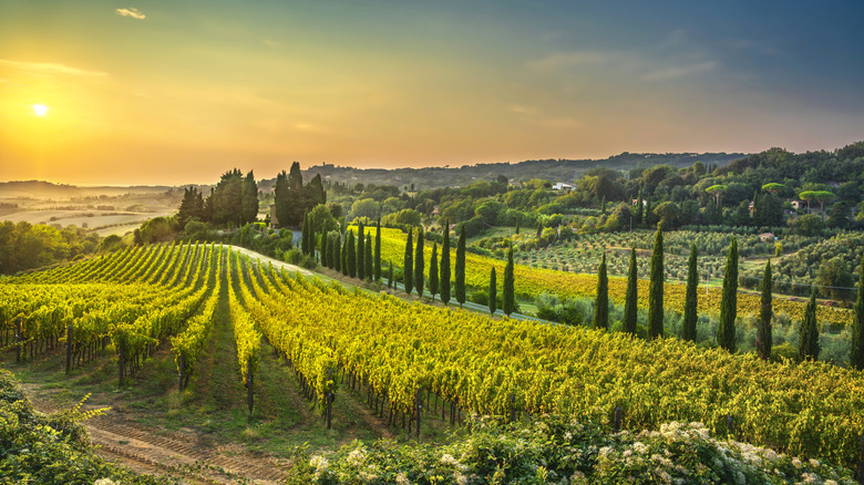 Casale Marittimo village, vineyards and countryside landscape in Maremma.