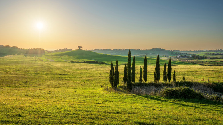 Sunset landscape in Maremma countryside with rolling hills and cypress trees