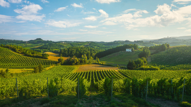 Vineyards in the San Gimignano countryside at sunset.