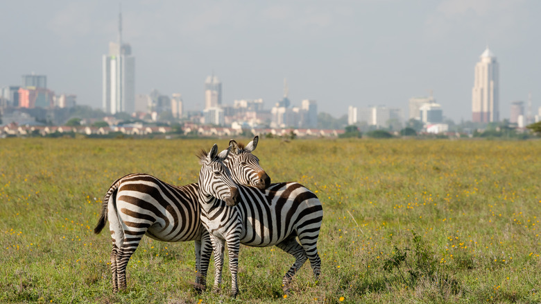 Nairobi National Park 