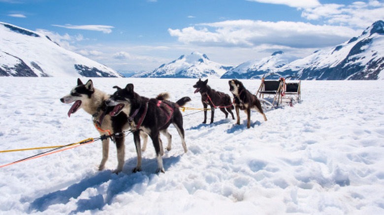 dog sledding experience in Alaska