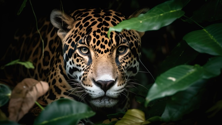 Jaguar in the Amazon