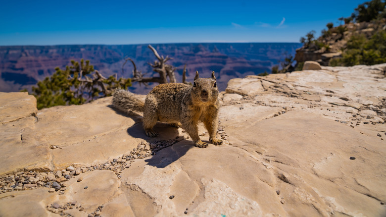 A squirrel on the edge of a rock at the Grand Canyon National Park
