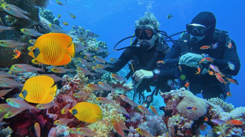 Couple scuba diving with fish