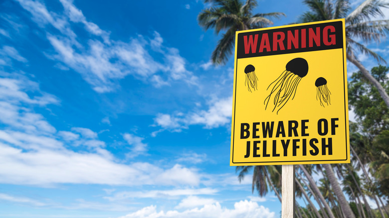 Jellyfish warning sign on beach