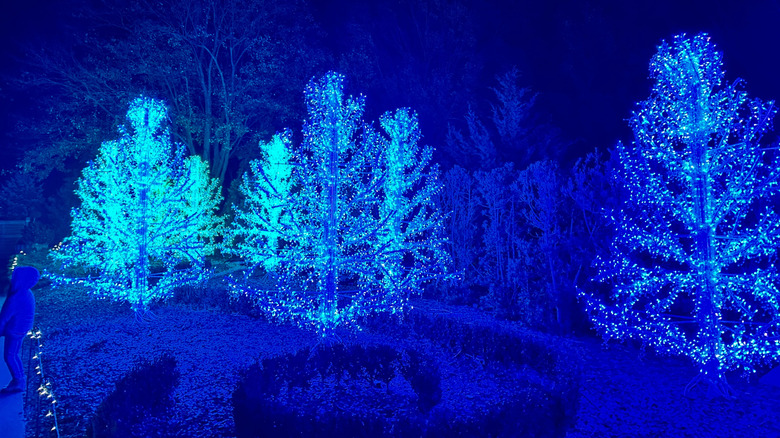 Christmas trees lit up in Atlanta Botanical Gardens