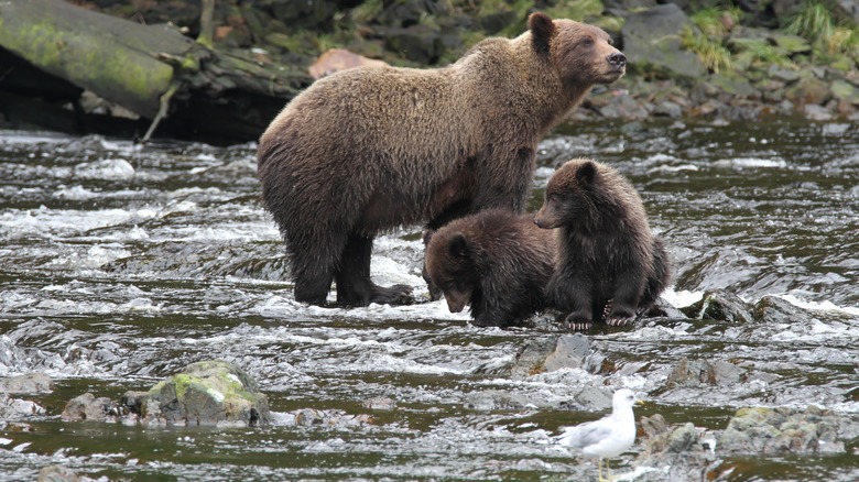 Mother bear and cubs in Alaska