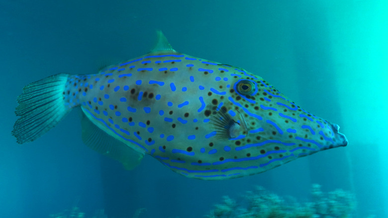 Scrawled Filefish under blue heron bridge