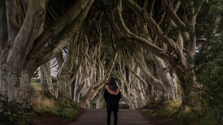 Dark Hedges in Northern Ireland