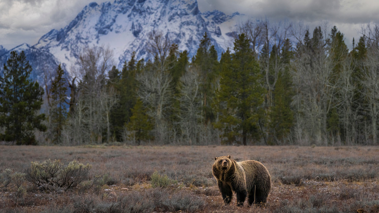 Grizzly bear in mountain setting in Wyoming