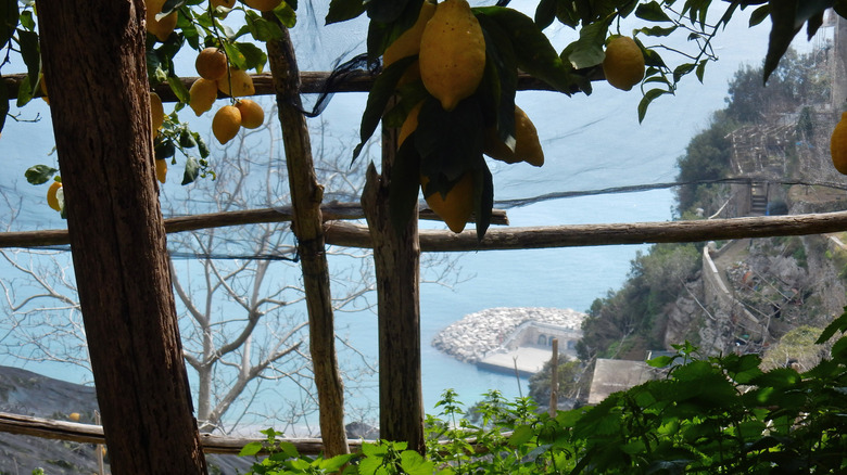 A lemon farm on the Sentiero dei Limoni
