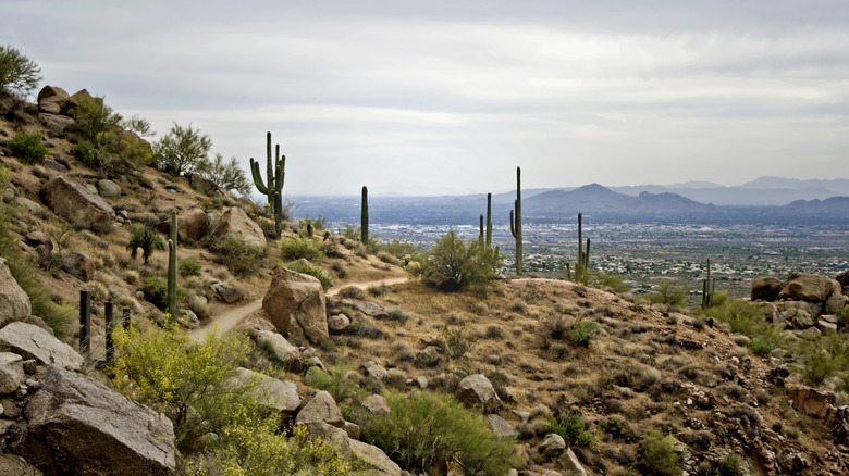 saguaro cactus at pinnacle peak in phoenix
