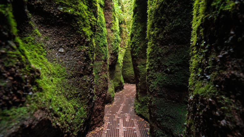 The Dragon Gorge trail in Germany