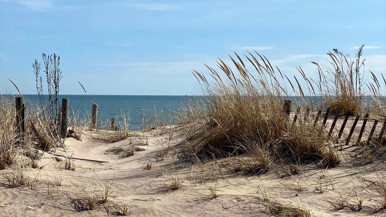 Sandy path with tall grass leading to ocean