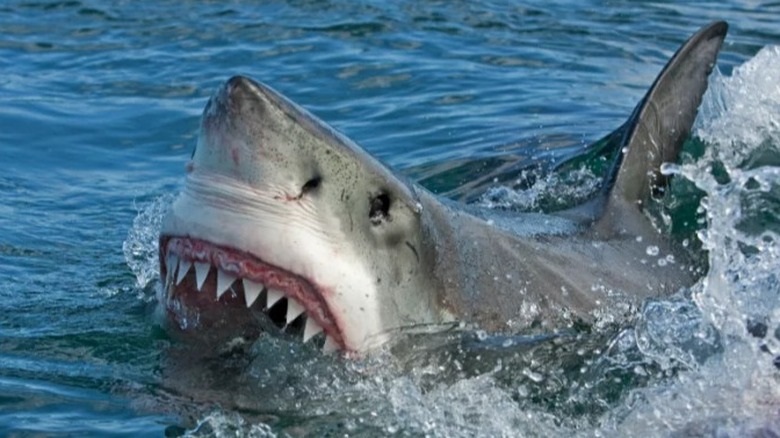 Shark open mouth
