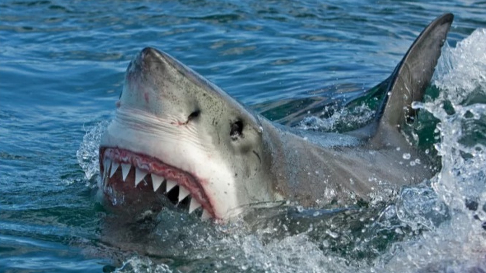 Are There Sharks At Topsail Beach, NC? - Dutch Shark Society