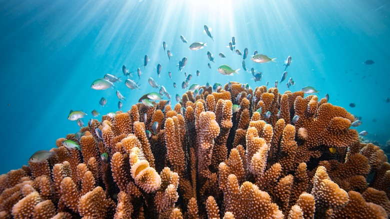 healthy colorful reef full if biodiversity cook islands