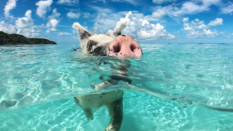Small pig on a beach