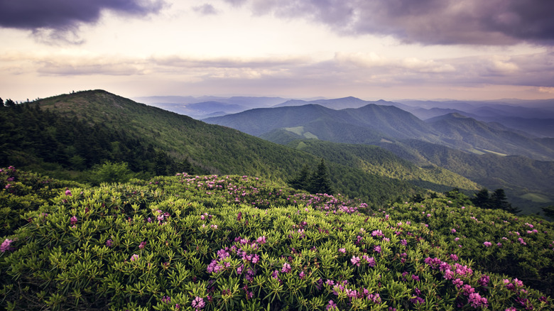 Wild flowers blooming on a mountain in the Appalachian Trail