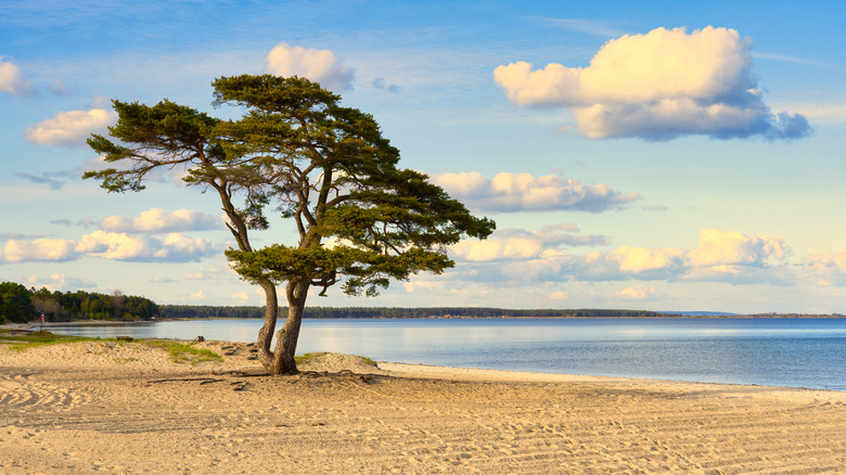 The beach at Åhus