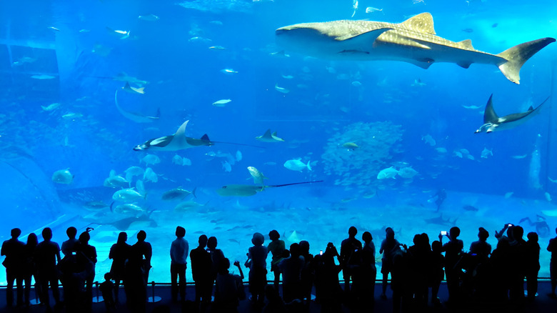 Whale shark rays silhouettes Churaumi Aquarium