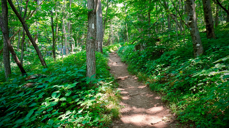 Shenandoah National Park