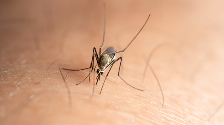 A mosquito close up.