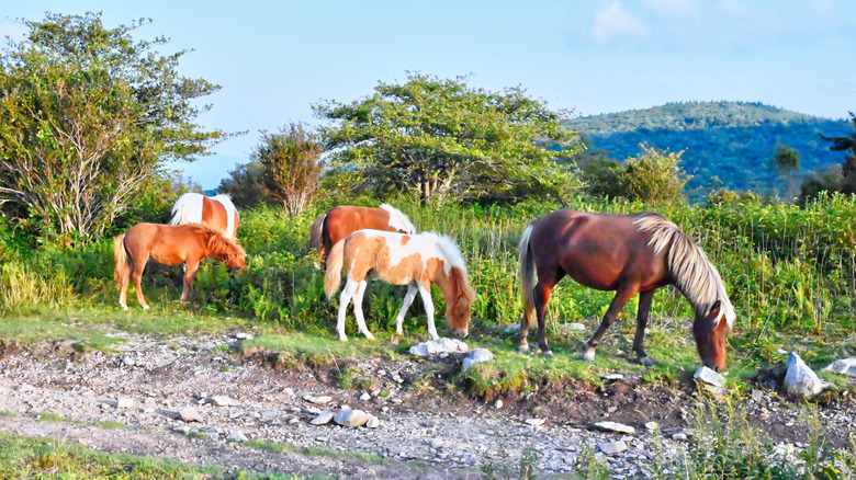 Wild ponies grazing amongst rocky scrub in the Appalachians