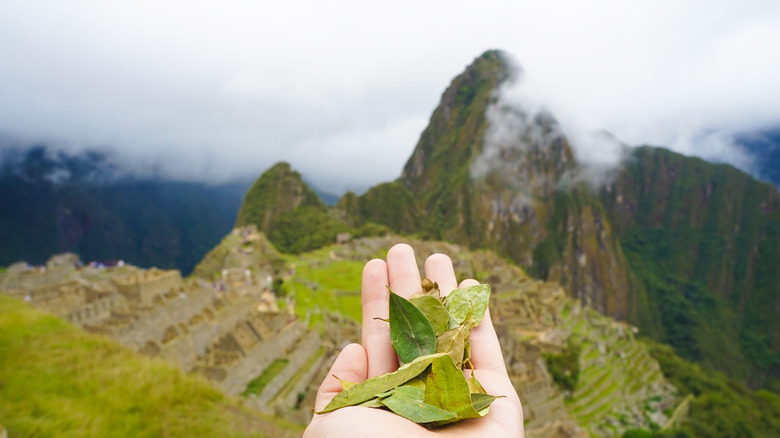Hand holding coca leaves in front of Machu Picchu